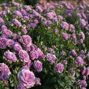 Meet your Posher, Violet Rose
